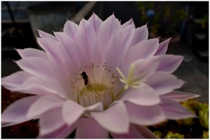 Une visiteuse d'étamines sur Echinopsis